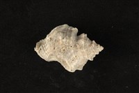 藏品(細腰岩螺)的圖片